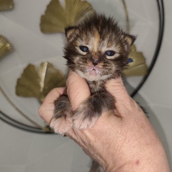 Azure Kitten's Palace Femelle Maine coon