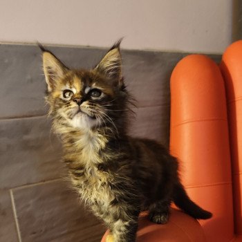 Azure Kitten's Palace Femelle Maine coon
