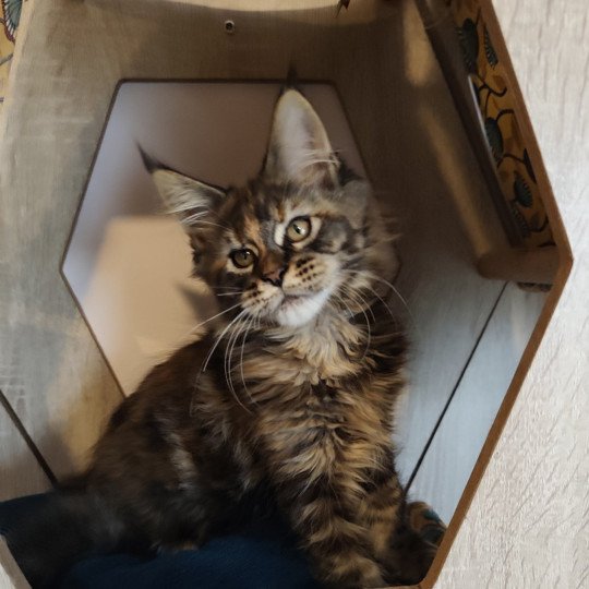 chaton Maine coon brown tortie tabby Azure Chatterie Kitten's Palace Elevage de Maine Coon brown tortie tabby