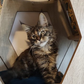 Azure Kitten's Palace Femelle Maine coon