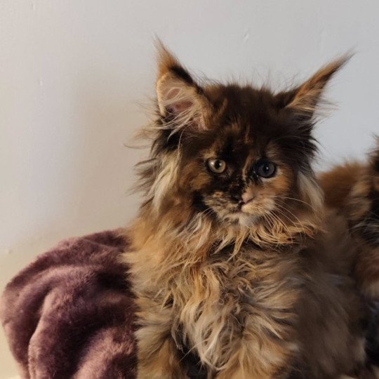 chat Maine coon black tortie Angy Chatterie Kitten's Palace Elevage de Maine Coon black tortie 