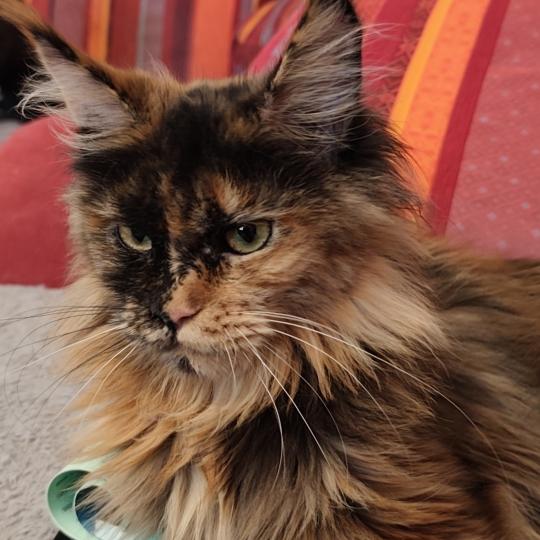 chat Maine coon black tortie Angy Kitten's Palace Chatterie Kitten's Palace Elevage de Maine Coon black tortie 