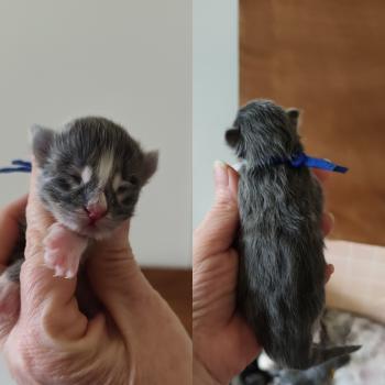 Buxton Kitten's Palace Mâle Maine coon