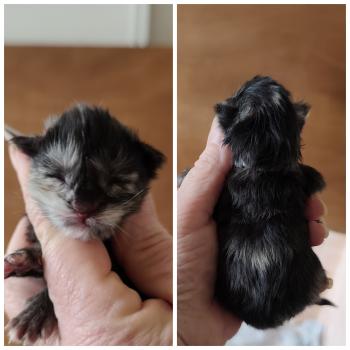 B collier gris Kitten's Palace Femelle Maine coon