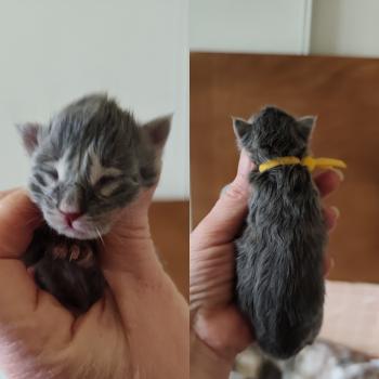 Bosko Kitten's Palace Mâle Maine coon