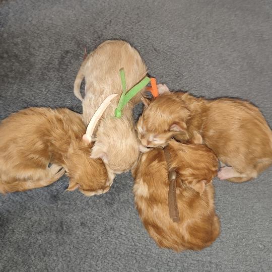 B collier orange Kitten's Palace Mâle Maine coon