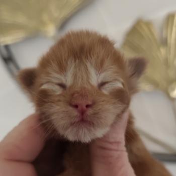 B collier orange Kitten's Palace Mâle Maine coon