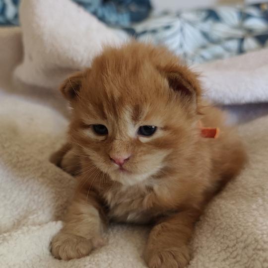 chaton Maine coon red B collier orange Chatterie Kitten's Palace Elevage de Maine Coon red 