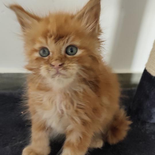 chaton Maine coon red B collier orange Chatterie Kitten's Palace Elevage de Maine Coon red 