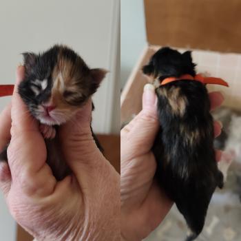 B collier orange Kitten's Palace Femelle Maine coon