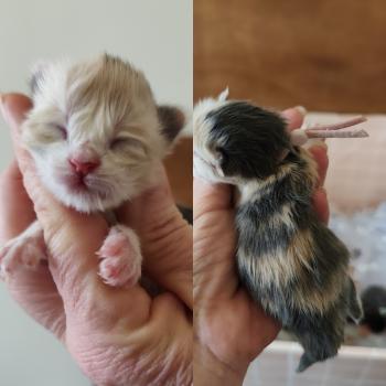 Brooklyn Kitten's Palace Femelle Maine coon