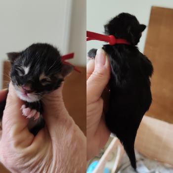 Bowen Kitten's Palace Mâle Maine coon