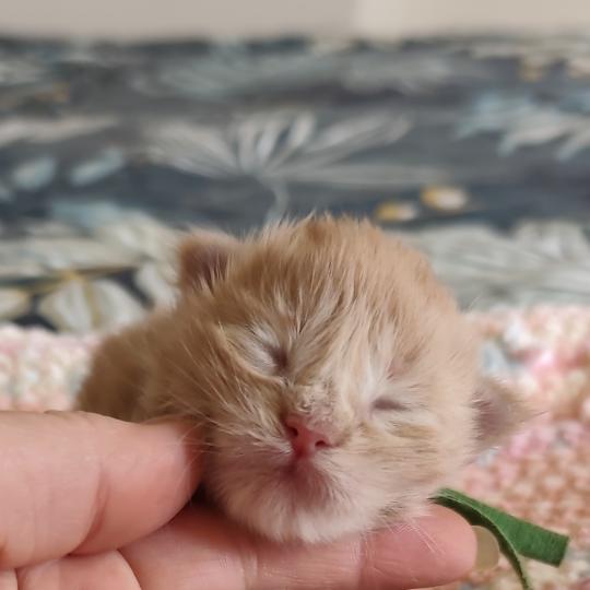 chaton Maine coon cream B collier vert Chatterie Kitten's Palace Elevage de Maine Coon cream 