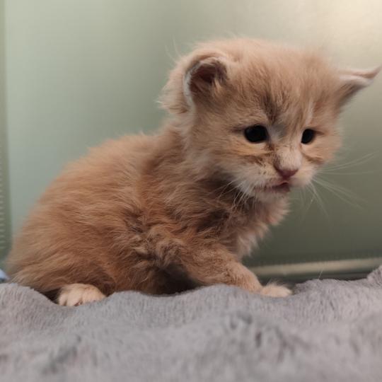 chaton Maine coon cream B collier vert Chatterie Kitten's Palace Elevage de Maine Coon cream 