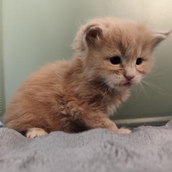 B collier vert Kitten's Palace Mâle Maine coon