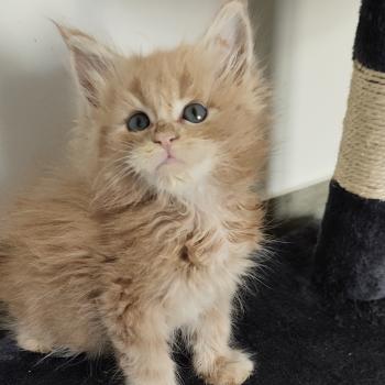 Billy Kitten's Palace Mâle Maine coon