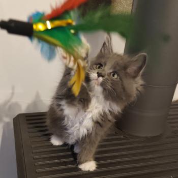 Byron Kitten's Palace Mâle Maine coon