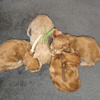 B collier marron Kitten's Palace Mâle Maine coon