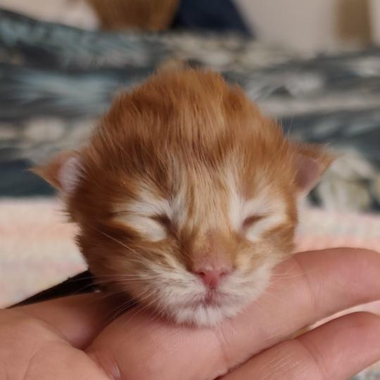 chaton Maine coon red B collier marron Chatterie Kitten's Palace Elevage de Maine Coon red 