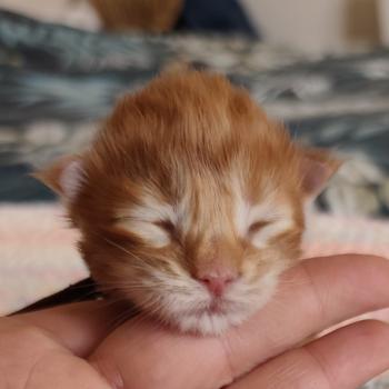 B collier marron Kitten's Palace Mâle Maine coon