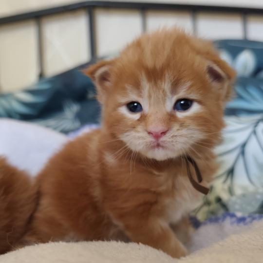 chaton Maine coon red B collier marron Chatterie Kitten's Palace Elevage de Maine Coon red tabby