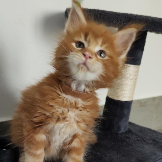 chaton Maine coon red B collier marron Chatterie Kitten's Palace Elevage de Maine Coon red tabby