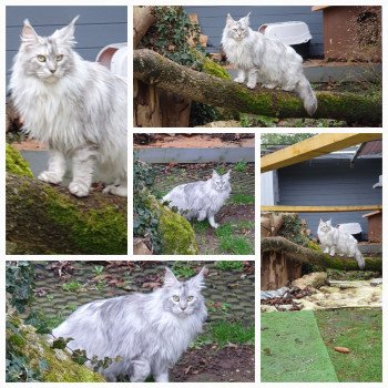 Des Sables d'Yon Roxane Femelle Maine coon