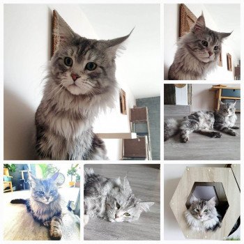 Sansom Mâle Maine coon