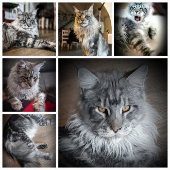 de Nauthilexcoon Simba Mâle Maine coon