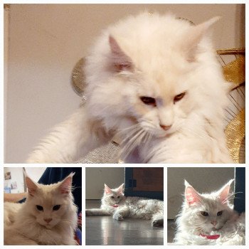 des Merveilles de Kat's Thanos Mâle Maine coon
