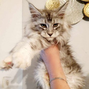 Uliana Kitten's Palace Femelle Maine coon