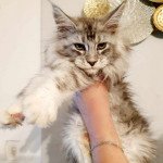 Uliana Kitten's Palace Femelle Maine coon Uliana Kitten's Palace Femelle Maine coon