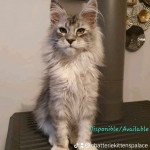 Uliana Kitten's Palace Femelle Maine coon Uliana Kitten's Palace Femelle Maine coon