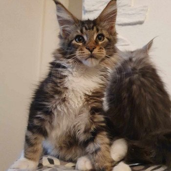 Uriah Kitten's Palace Femelle Maine coon