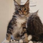 Uriah Kitten's Palace Femelle Maine coon Uriah Kitten's Palace Femelle Maine coon