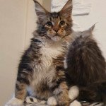 Chaton Maine Coon, Ubert, mâle disponible en Centre-Val de Loire, 45 -  Loiret. Toutes les portees, les chatons de race, les eleveurs et chats de  race sont sur .