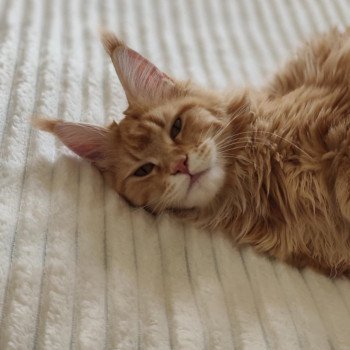 Vaïana Femelle Maine coon