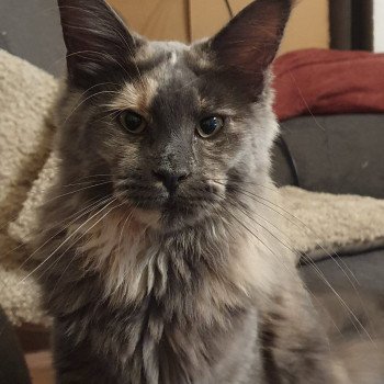 Blue Blossom Wally Femelle Maine coon