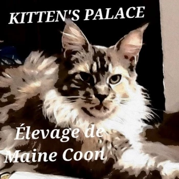 Chaton Maine Coon, Ubert, mâle disponible en Centre-Val de Loire, 45 -  Loiret. Toutes les portees, les chatons de race, les eleveurs et chats de  race sont sur .