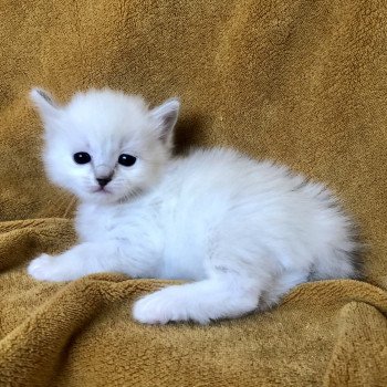 1er chaton (Portée Pamana ❤ Oscar) - Mâle blue tabby point mitted Mâle Ragdoll