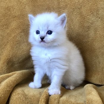 2e chaton (Portée Pamana ❤ Oscar) - Femelle blue tabby point mitted Femelle Ragdoll