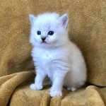 2e chaton (Portée Pamana ❤ Oscar) - Femelle blue tabby point mitted Femelle Ragdoll