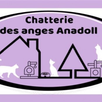 Chatterie des anges Anadoll