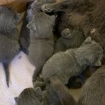 TARA Femelle Chartreux TARA Femelle Chartreux