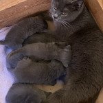 tina Femelle Chartreux tina Femelle Chartreux