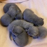 TITINE Femelle Chartreux TITINE Femelle Chartreux
