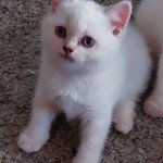 Utopie DU PUY EN LAYE Femelle British Shorthair Utopie DU PUY EN LAYE Femelle British Shorthair