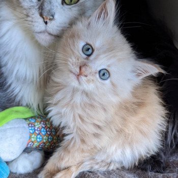 TOFFEE Mâle Maine coon