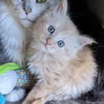 TOFFEE Mâle Maine coon TOFFEE Mâle Maine coon