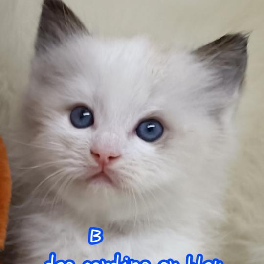 B Mâle Ragdoll